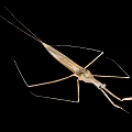 Macro View Of Water Strider Insect With Long Legs And Brown Body On Black Background