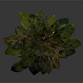 Decorative Indoor Plant With Lush Green Leaves In Light Ceramic Pot