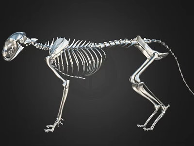 Realistic Cat Skeleton 3D Model With Detailed Bone And Joint Structure 3d model