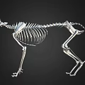 Realistic Cat Skeleton 3D Model With Detailed Bone And Joint Structure 3d model