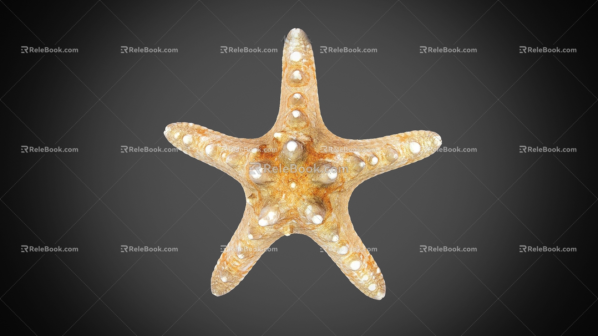 Modern Starfish 3d model