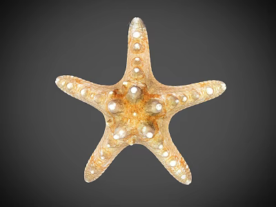 Orange Starfish With Five Arms And White Spots On Dark Background 3d model