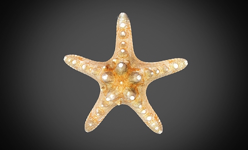 Modern Starfish 3d model