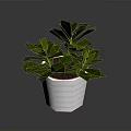 Lush Green Leafy Plant In White Hexagonal Textured Pot With Vibrant Foliage