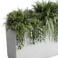 Bonsai Potted Plants With Lush Ferns And Hanging Greenery In Concrete Container
