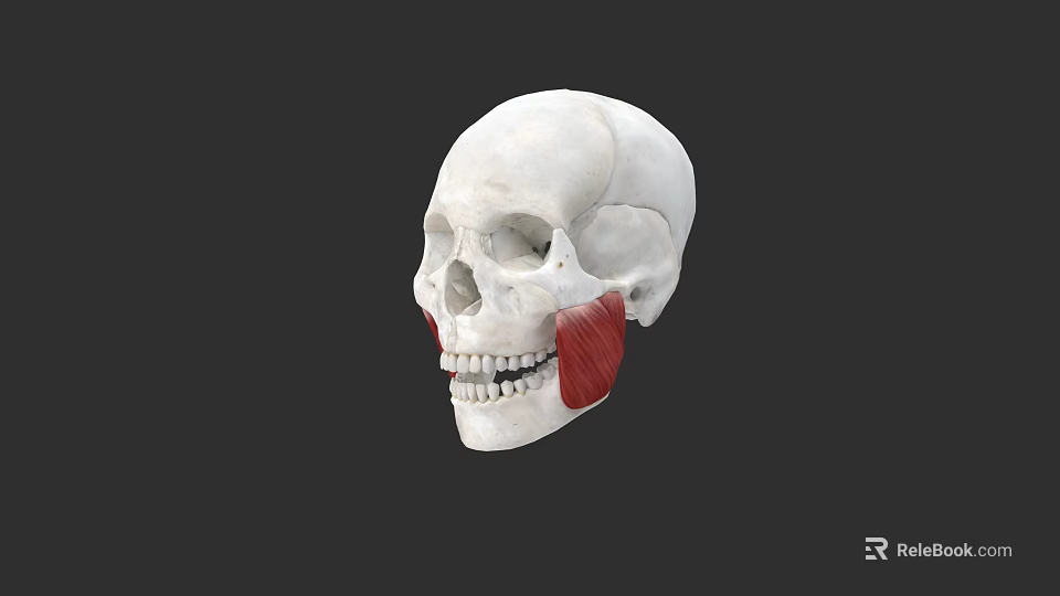 Human Skull Anatomical Model With Visible Jaw Muscles And Detailed Structure 3d model 