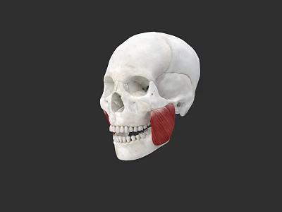 Human Skull Anatomical Model With Visible Jaw Muscles And Detailed Structure 3d model