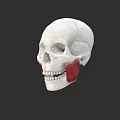 Human Skull Anatomical Model With Visible Jaw Muscles And Detailed Structure