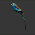 Colorful Blue Bird with Orange and Brown Wings Long Tail on Gray Background