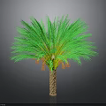Green Palm Tree With Lush Fronds And Brown Trunk For Tropical Decor