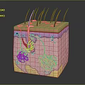 Medical Device For Skin Structure Education With 3D Anatomical Model And Follicle Vascular Components