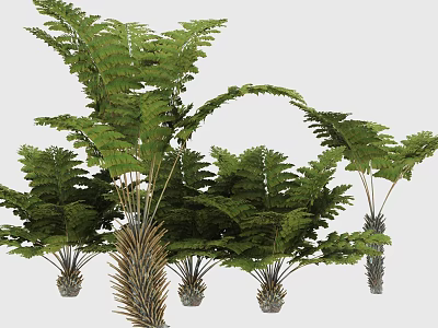 Tropical Ferns Plant Combination With Feathery Fronds Lush Green Foliage And Natural Arrangement 3d model