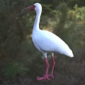 White Flying Bird With Red Head Long Beak And Red Legs Standing On Grassland