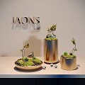 Bonsai Potted Plants with Round Cylindrical Pots Small Foliage Rocks Moss and Transparent Glass Balls