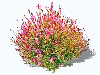 Vibrant Pink Flowers With Red Stems In Lush Green Bushy Cluster 3d model