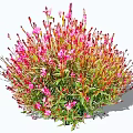 Vibrant Pink Flowers With Red Stems In Lush Green Bushy Cluster