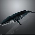 Blue Whale Marine Animal With Deep Blue Color And Smooth Surface Isolated On Gray Background
