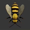 Bee With Yellow And Black Stripes Transparent Wings Front View On Dark Background