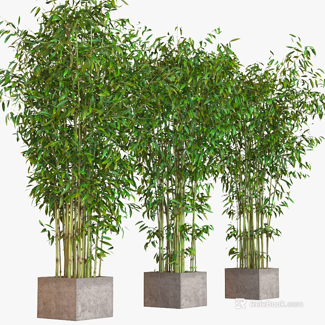 Lush Green Bamboo Plants With Dense Foliage In Concrete Planters For Indoor Outdoor Decor 3d model 