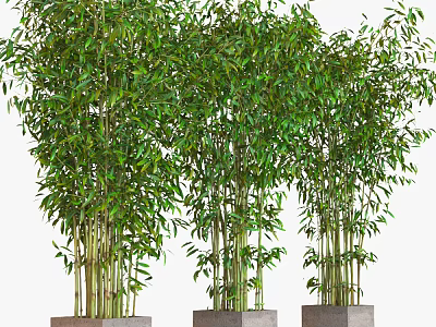 Lush Green Bamboo Plants With Dense Foliage In Concrete Planters For Indoor Outdoor Decor 3d model