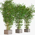 Lush Green Bamboo Plants With Dense Foliage In Concrete Planters For Indoor Outdoor Decor