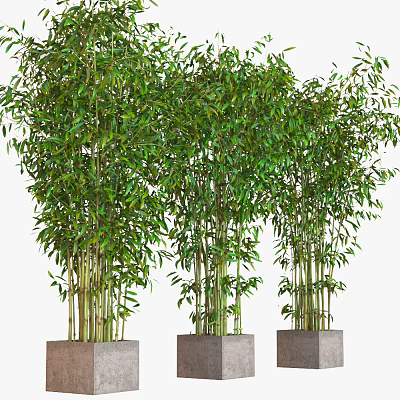 Lush Green Bamboo Plants With Dense Foliage In Concrete Planters For Indoor Outdoor Decor 3d model