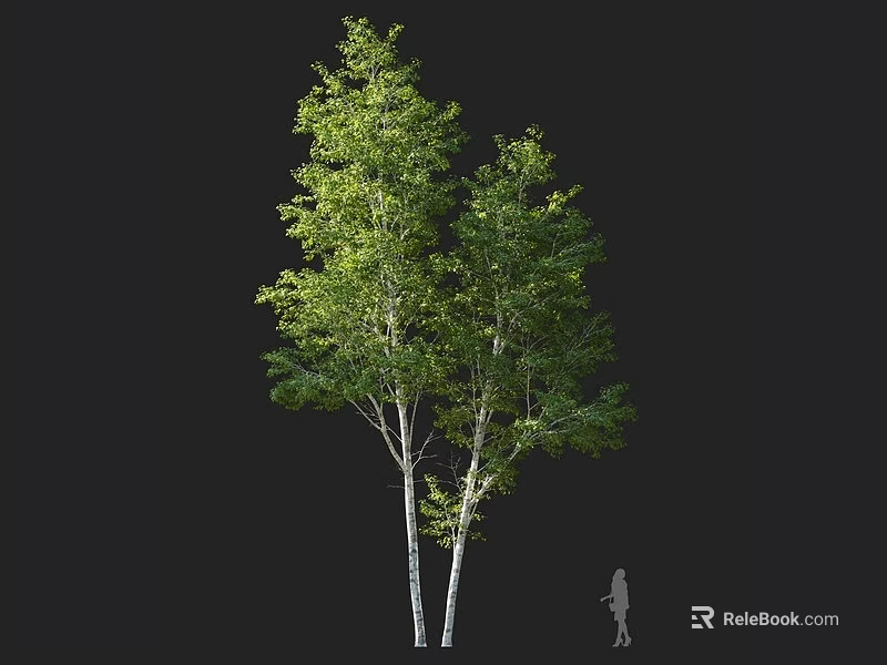 Two Tall Arbor Trees With White Trunks And Green Leaves With Human Figure For Scale 3d model 