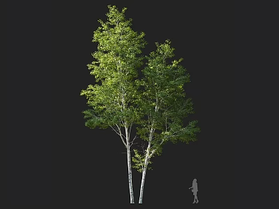Two Tall Arbor Trees With White Trunks And Green Leaves With Human Figure For Scale 3d model