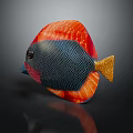 Vibrant Tropical Fish with Red Black Body Golden Tail and Net Like Scales