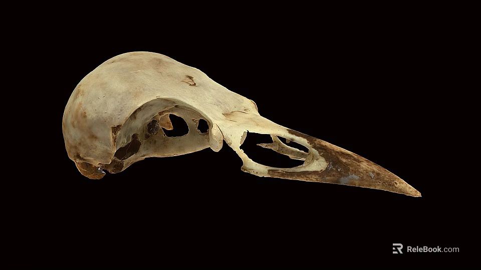 Detailed Close Up View Of Avian Skull With Natural Bone Structure 3d model 