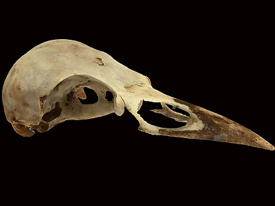 Detailed Close Up View Of Avian Skull With Natural Bone Structure 3d model