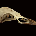 Detailed Close Up View Of Avian Skull With Natural Bone Structure