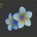 Two Beautiful Plumeria Flowers With White Petals And Yellow Center On Gray Background With Reflection