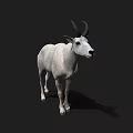 Detailed White Goat With Black Horns Standing On Isolated Black Background
