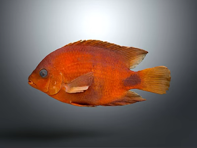 Vibrant Orange Fish With Bright Body Fins And Tail Isolated On Gray Background 3d model