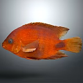 Vibrant Orange Fish With Bright Body Fins And Tail Isolated On Gray Background