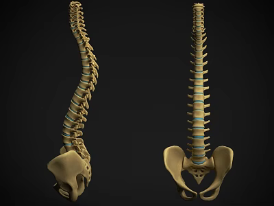 Human Spine And Pelvis Skeleton Models Anatomical Structure Display From Different Angles 3d model