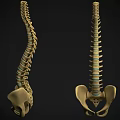 Human Spine And Pelvis Skeleton Models Anatomical Structure Display From Different Angles 3d model