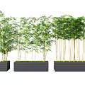 Bamboo Plants In Black Rectangular Planters With Green Leaves And Slender Stems