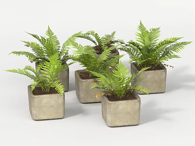 Lush Green Fern Potted Plants In Square Concrete Planters For Home Decor 3d model