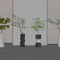 Contemporary Bonsai Potted Plants With White Ceramic Vases Black Spiral Pots And Lush Green Foliage