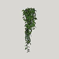 Indoor Hanging Green Vine Plant With Trailing Leaves And Lush Foliage