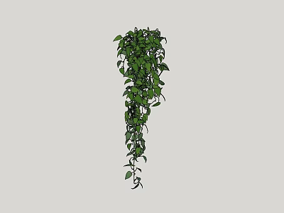 Indoor Hanging Green Vine Plant With Trailing Leaves And Lush Foliage 3d model