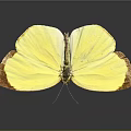 Vibrant Yellow Butterfly With Brown Edged Wings Resting On Dark Background