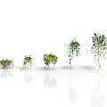 Different Types of Hanging Plants in Baskets with Green Vines on White Background