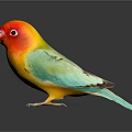 Colorful Bird With Red Head Yellow Body Green Wings Blue Tail On Dark Reflective Surface