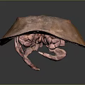 Horseshoe Crab With Copper Colored Carapace And Unique Tail On Dark Background