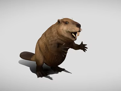 Brown Beaver With Exposed Teeth Standing On Simple Gray Background 3d model