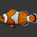 Vibrant Tropical Orange Clownfish With White Stripes And Black Edged Fins