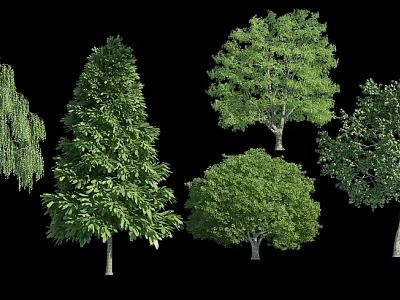 Various Types of Arbor Trees with Green Foliage and Different Shapes 3d model